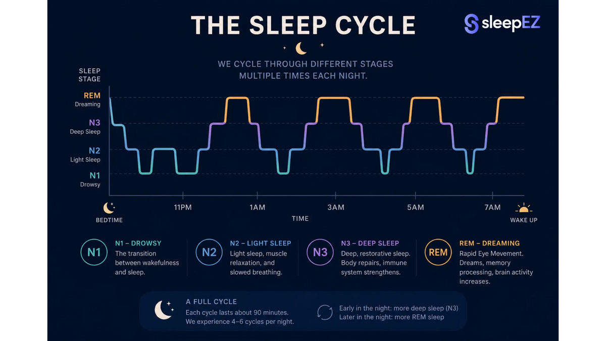 The 4 Stages of Sleep Explained (REM, Deep & Light Sleep)