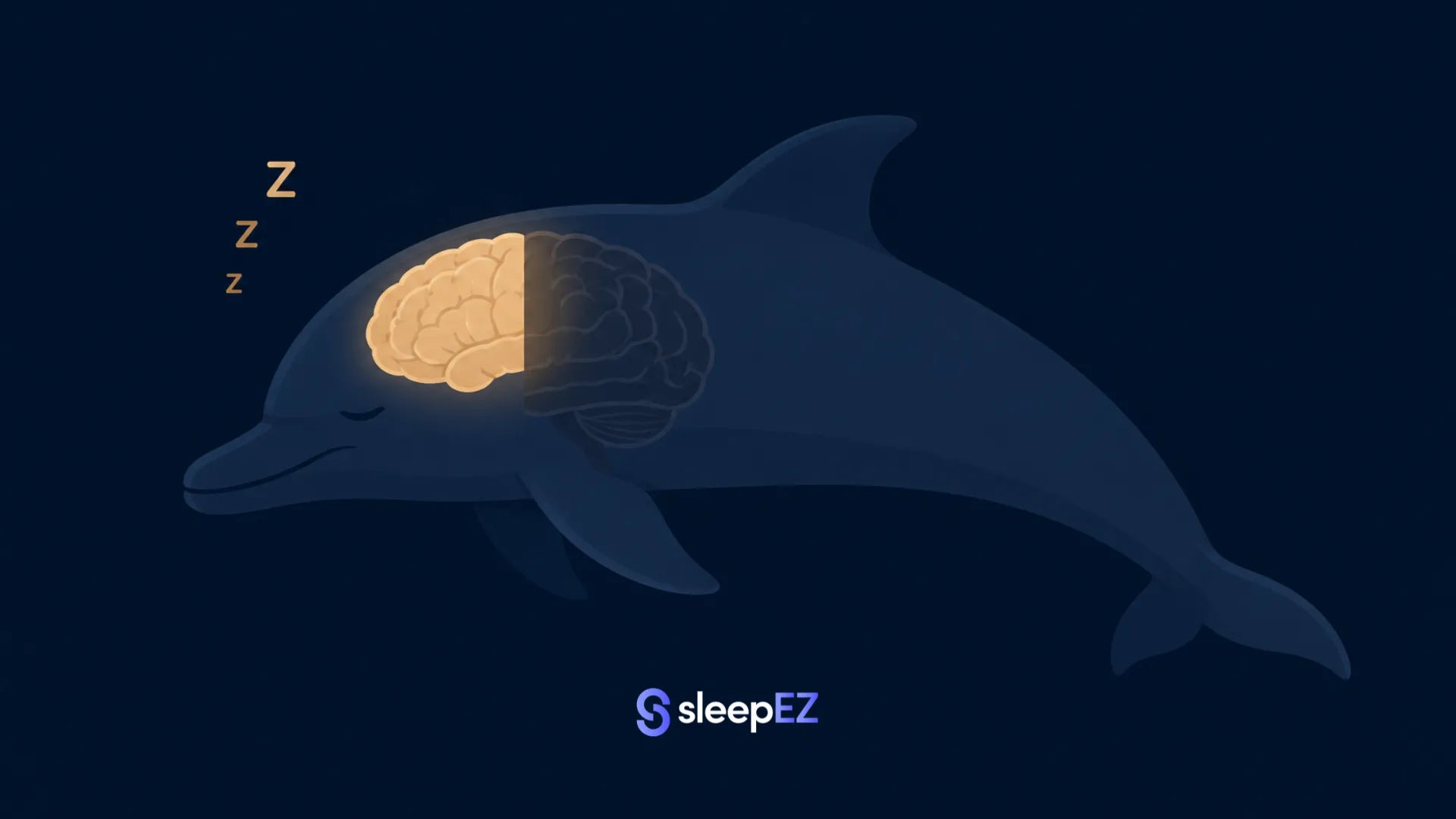 Dolphin chronotype light sleeper illustration